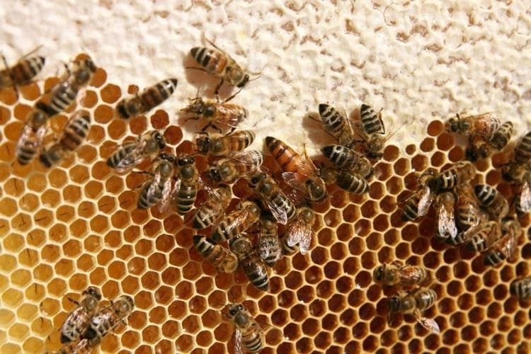 Hungary completes collecting signatures for European Initiative aiming to save bees