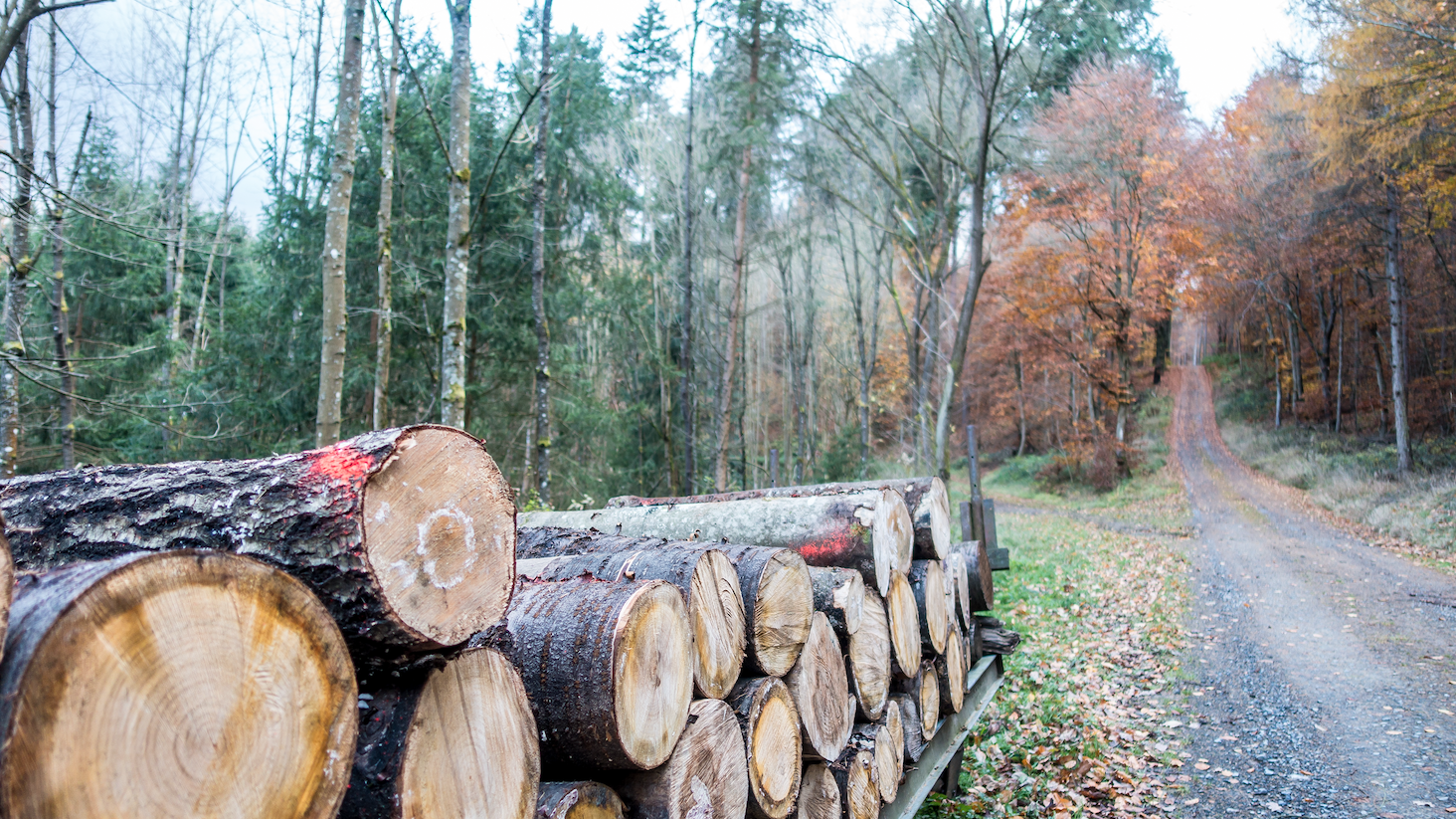 Hungarian Forests to Stay Safe After the New Regulations