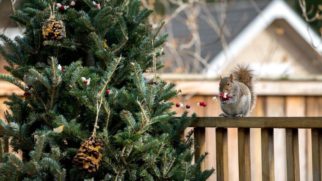 A squirrel eating popcorn and cranberry garlands off a Christmas tree.