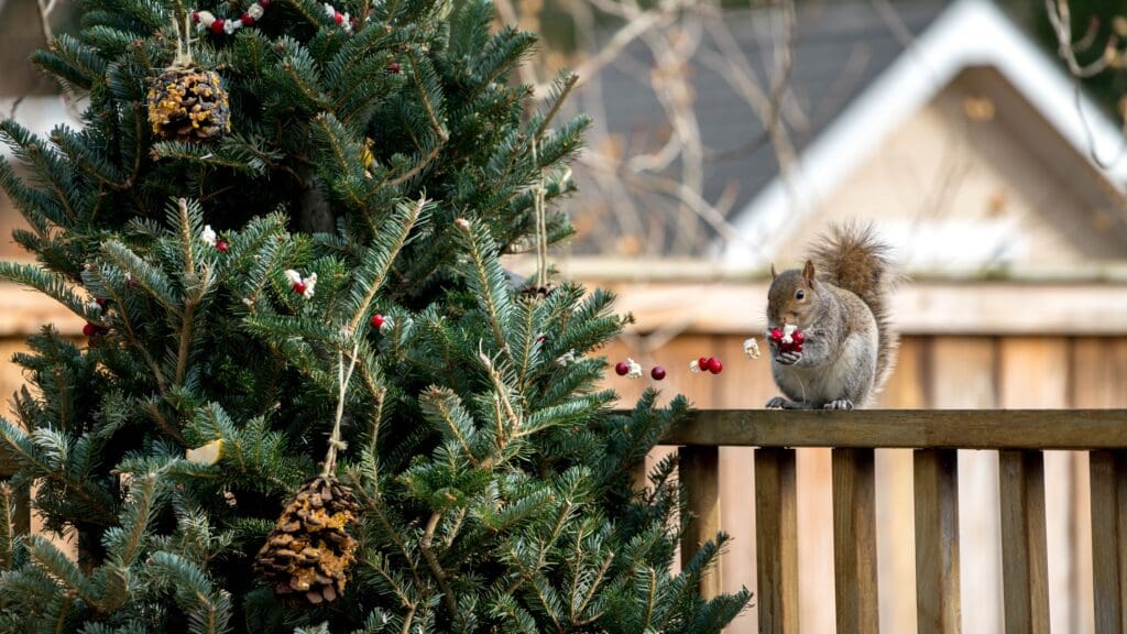 How the Christmas Tree Became a Western Tradition and Spread All Around the World