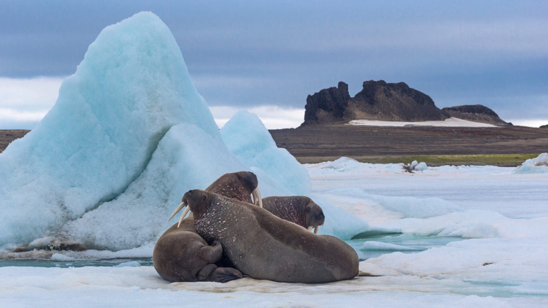 Heiss Island, Franz Joseph Land, Russia.