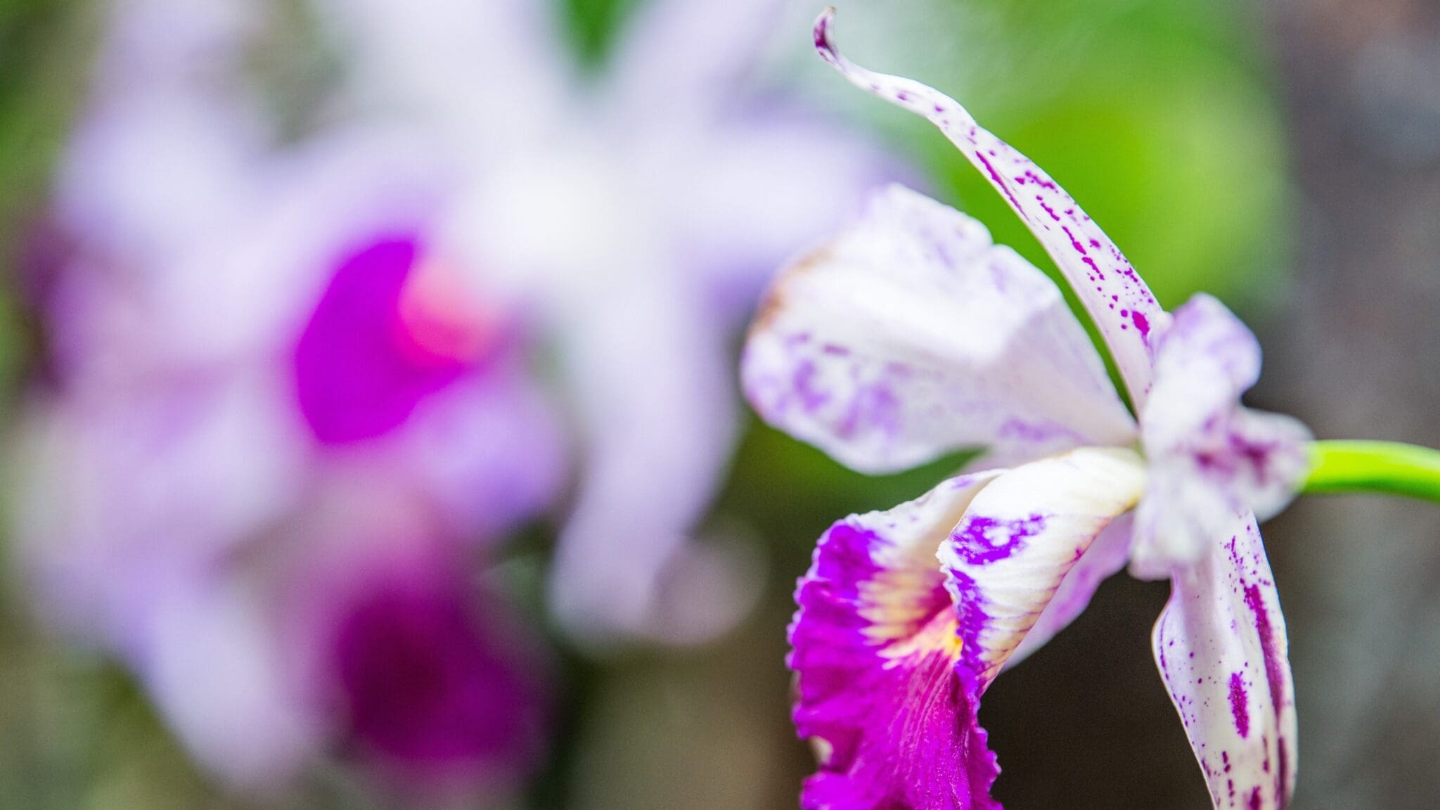 Thematic Walks Showcase Blooming Orchids at the University of Szeged’s