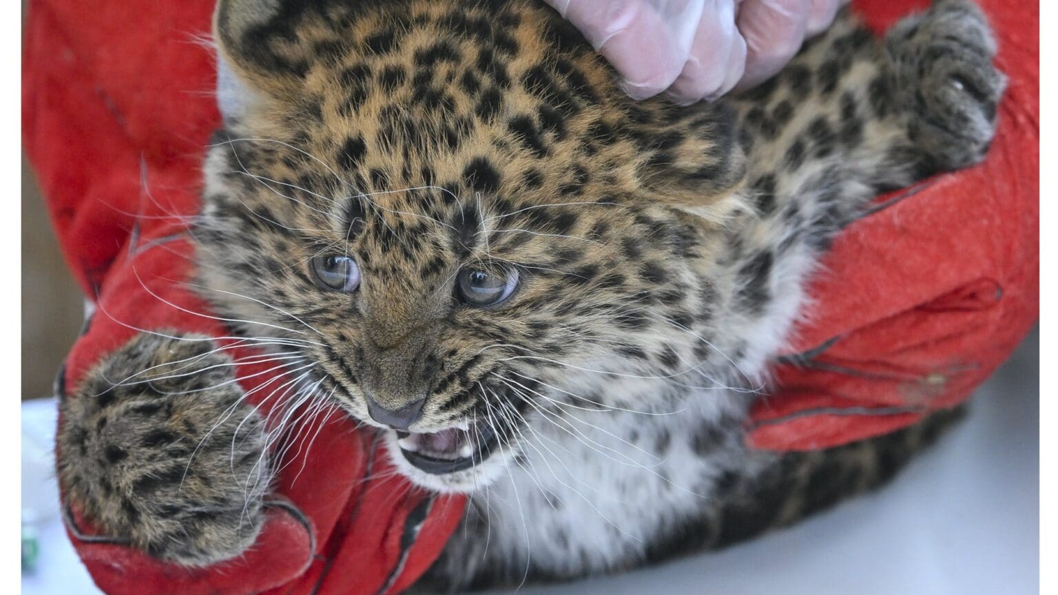 North-Chinese Leopard Cub at Zoo Debrecen Named Mulan in Online Poll