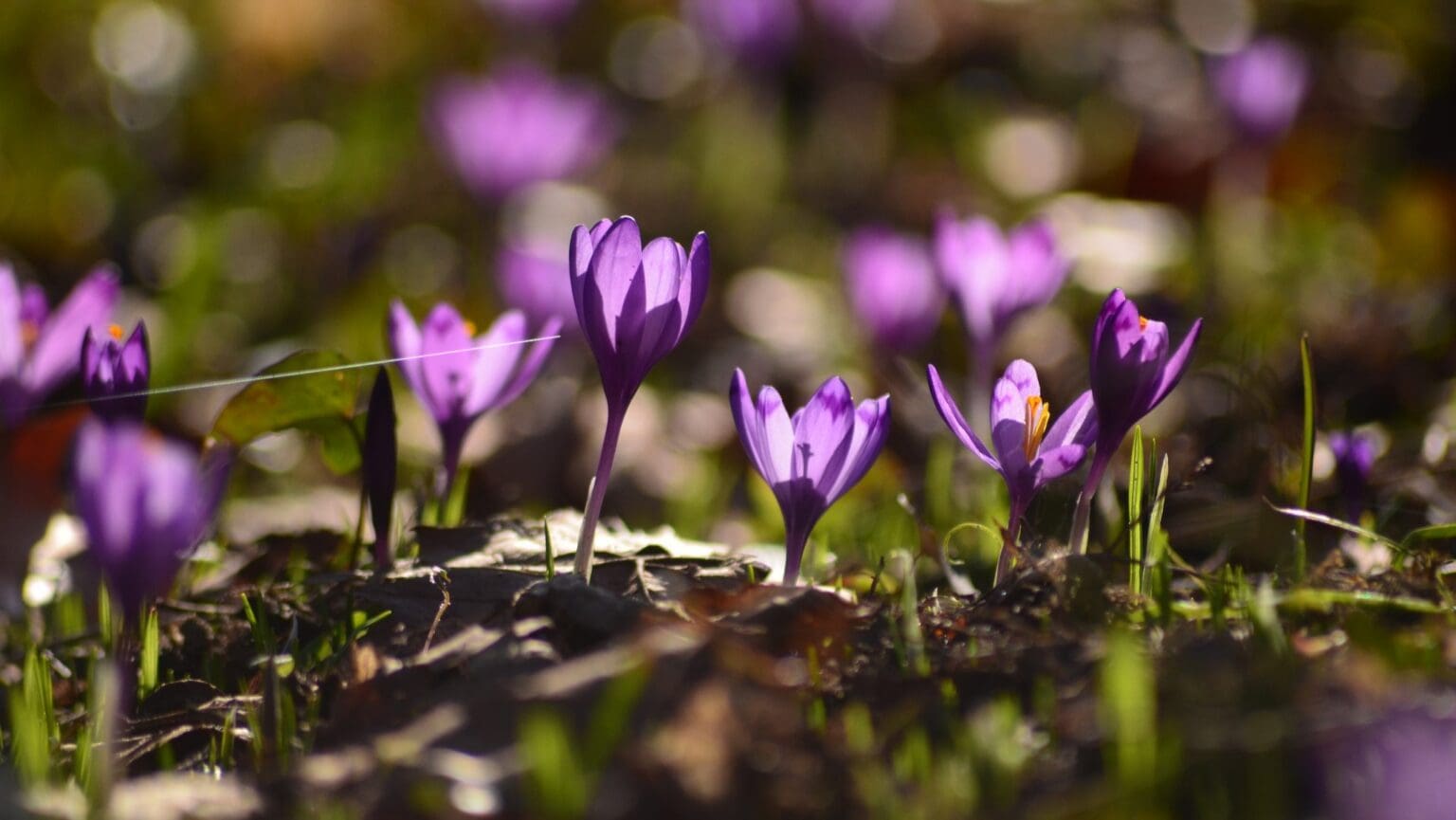 Five Plus One Arboretums for Delightful Walks in March