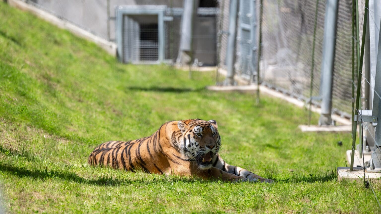 Veszprém Zoo Unveils New Big Cat Enclosure