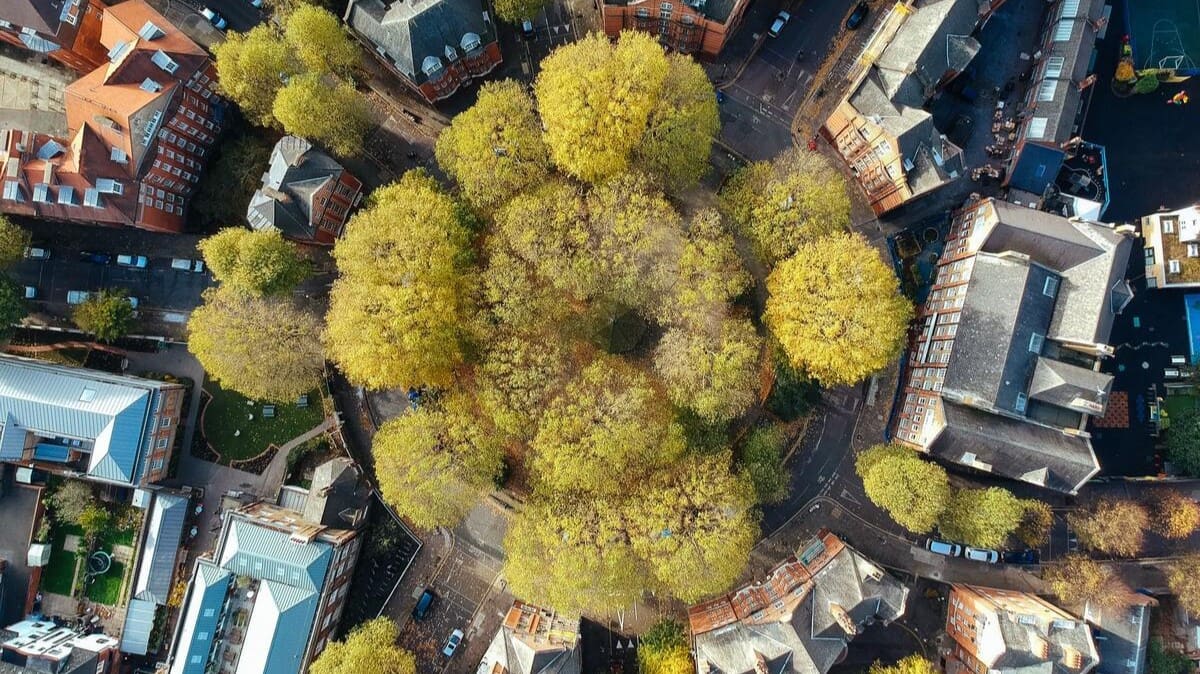 A Healthy City Starts with Healthy Trees — The Stockholm System in Budapest