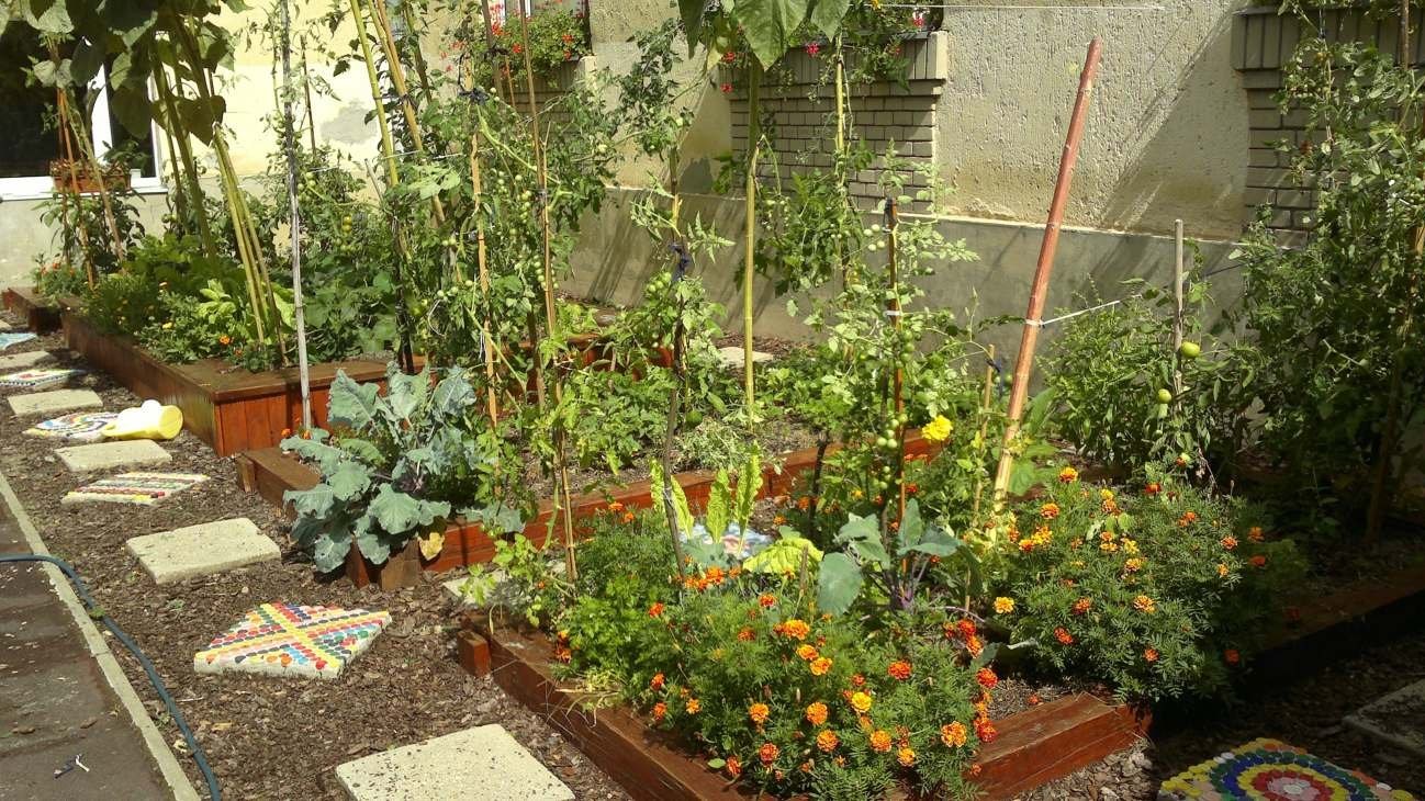 Hungarian School Garden Network Benefits Children’s Mental Health