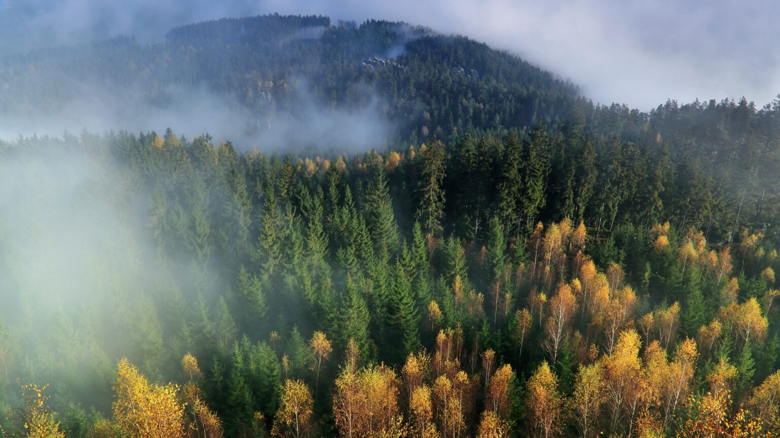 Hungarian and Slovak Experts Join Forces for Long-Term Forest Conservation