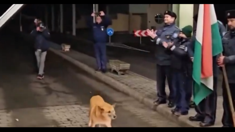 Stray Dog Becomes First to Cross Hungarian-Romanian Border in Schengen Area