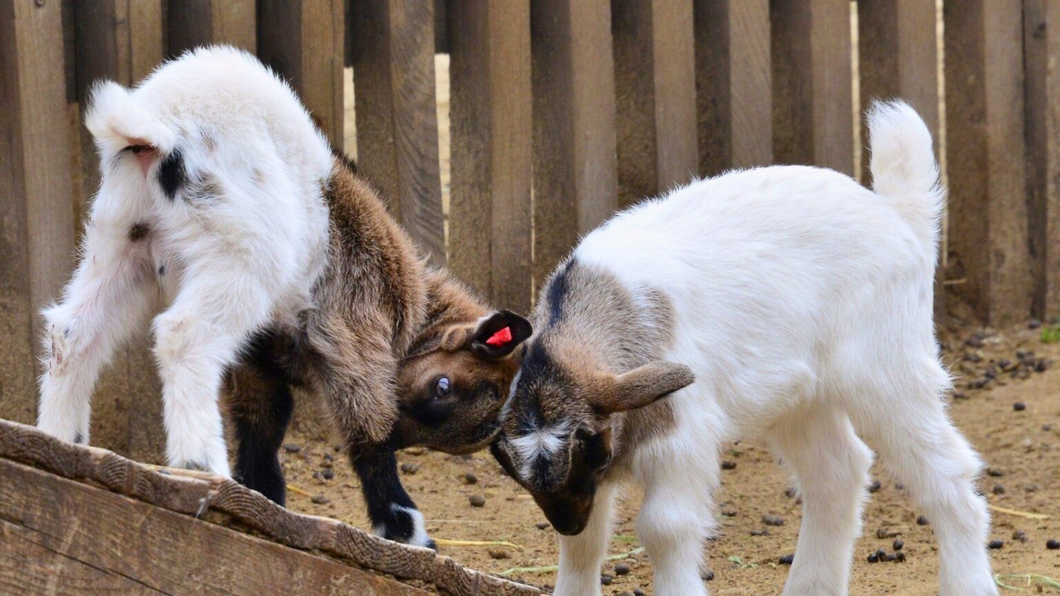 Budapest Zoo Reopens Petting Areas after Disease Lockdown