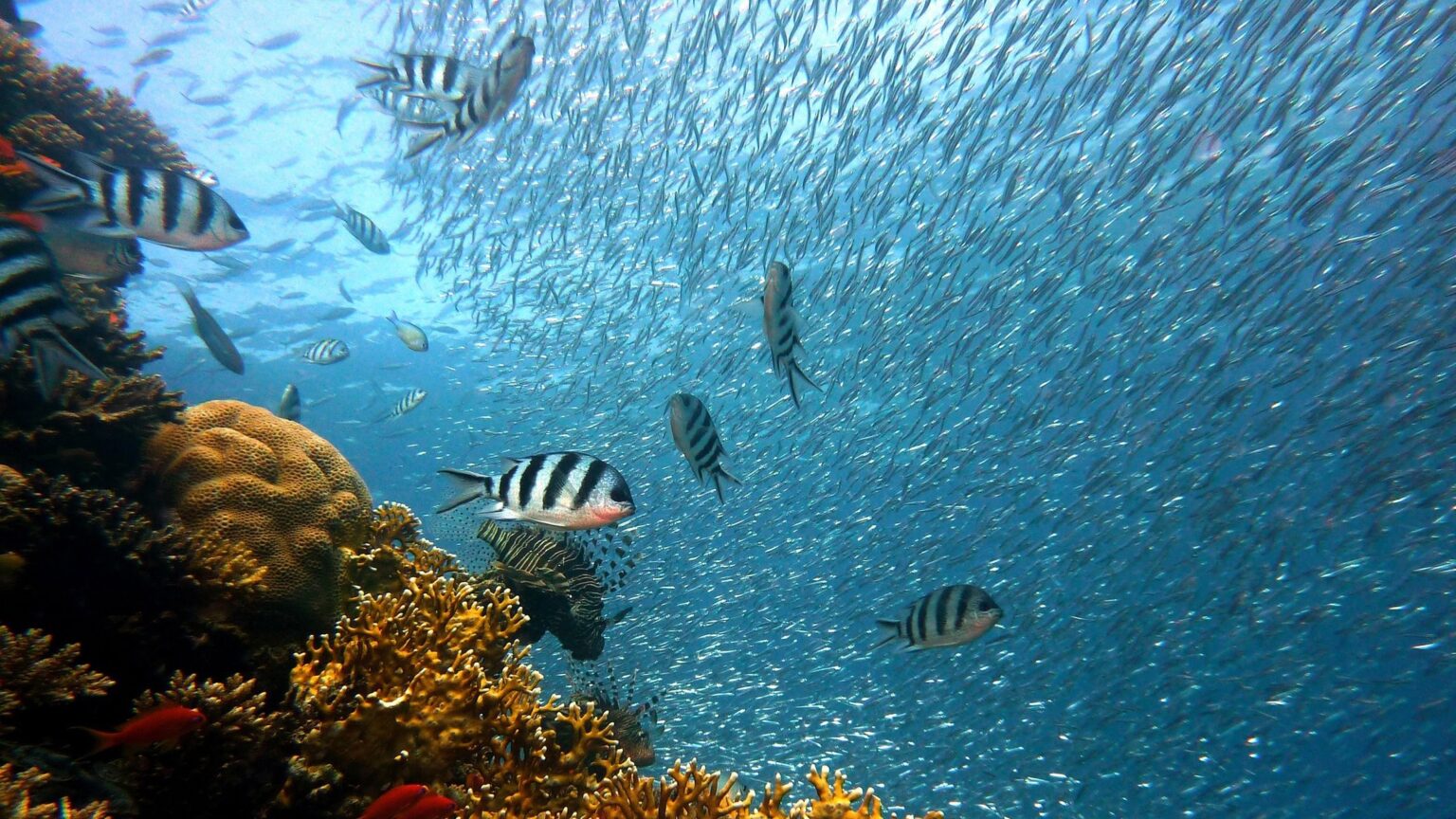 From Tank to Tech: Fish Schooling Cracks the Code for Robot Swarms