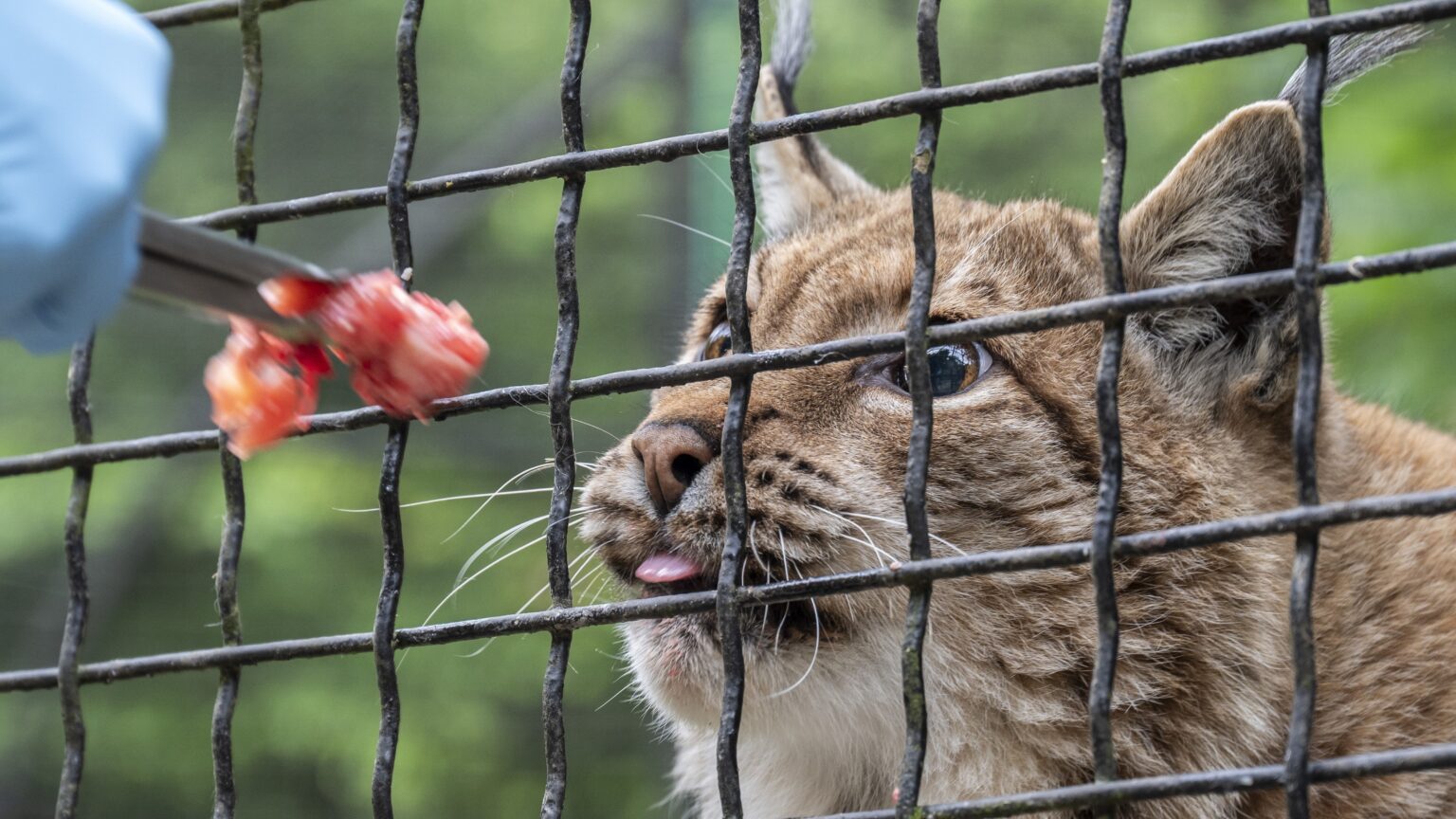 Hungarian Ministry of Defence Adopts Two Lynxes in Symbolic Conservation Effort