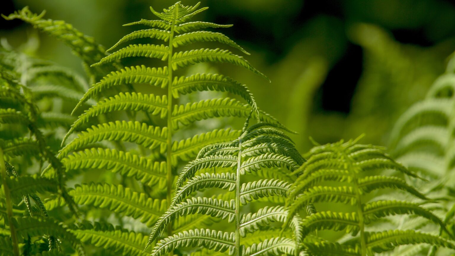 New Plant Defence Mechanism Identified by Hungarian Researchers