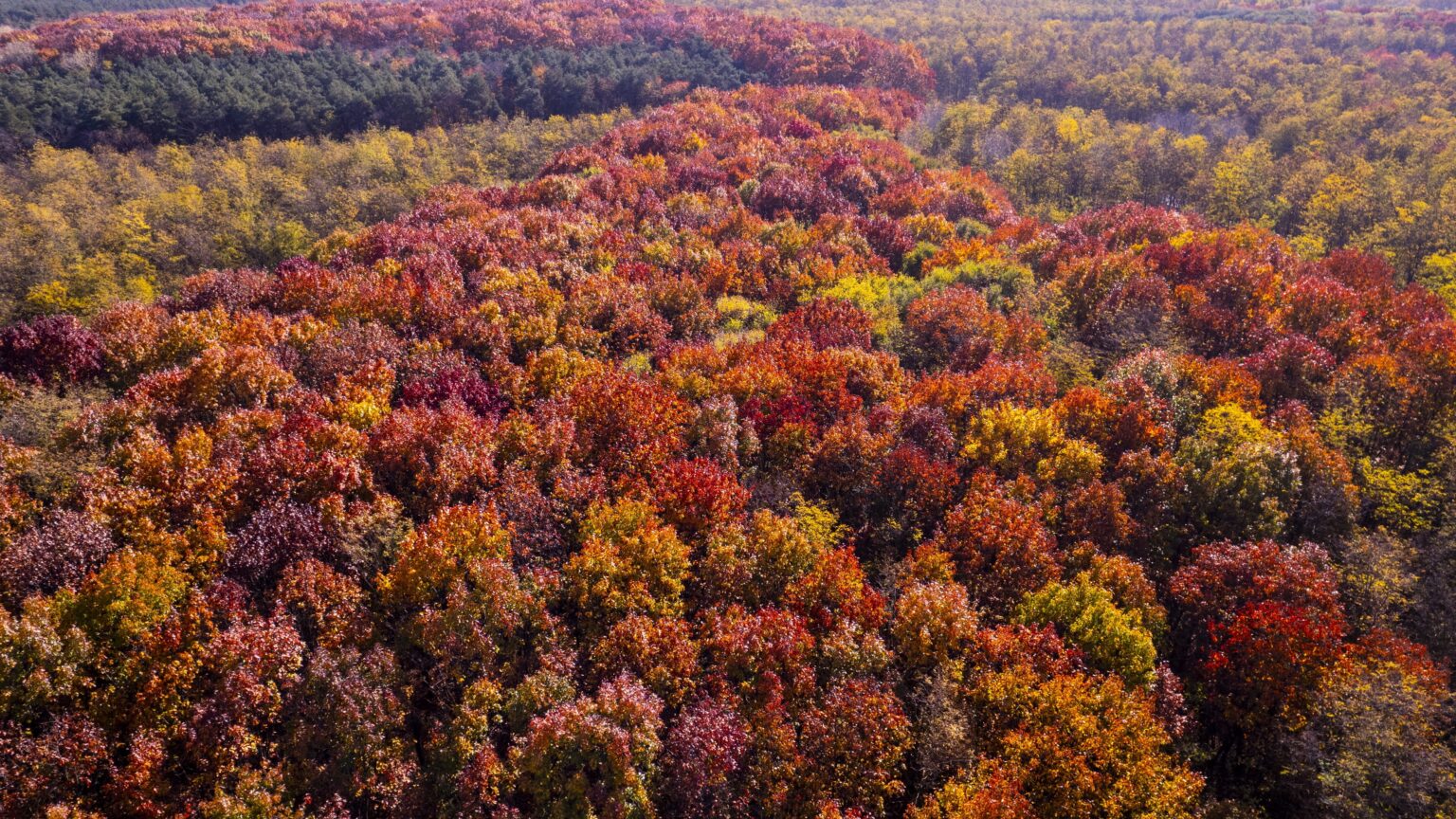 Hungary Denies Deforestation Claims, Highlights Sustainable Forest Practices