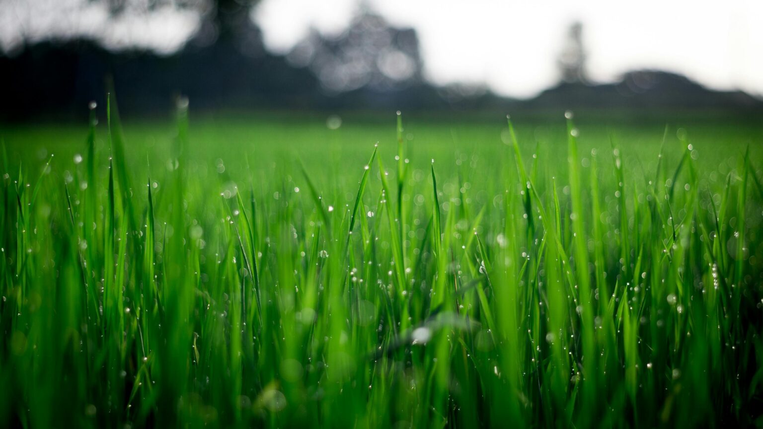 Blue Planet: A Green Financial Turn Requires Unity from State, Banks, and Citizens