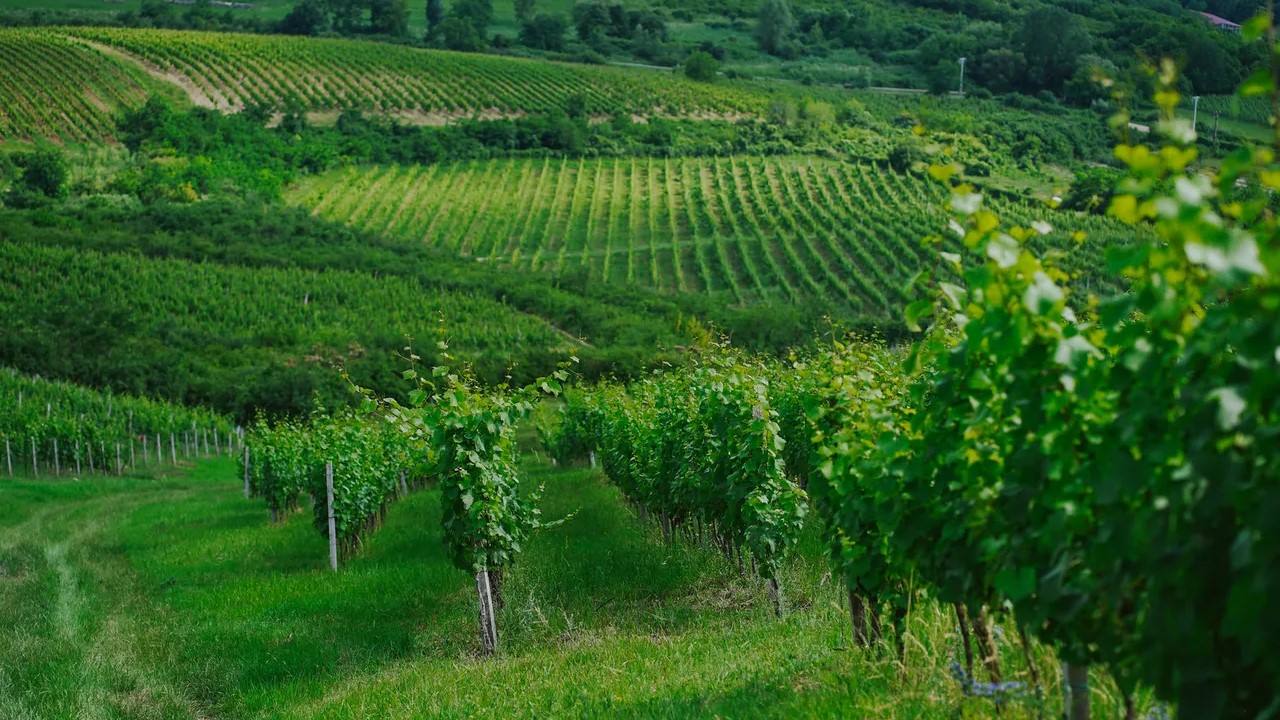 St Andrea Winery Awarded as Hungary’s Finest in a Testament to Tradition and Innovation
