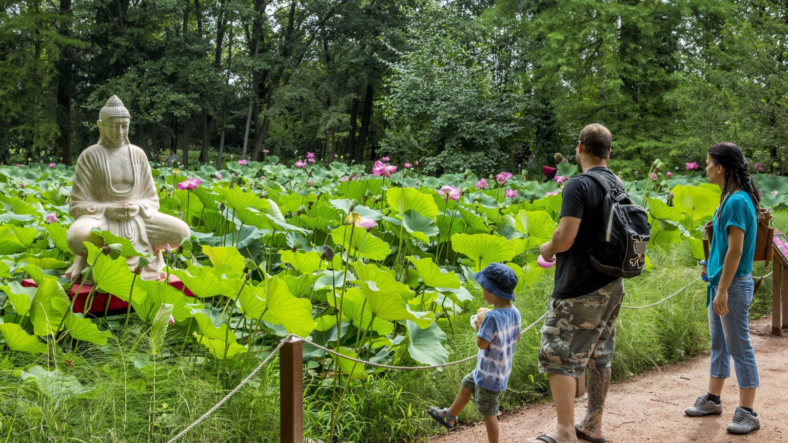 Szeged Botanical Garden Hosts Central Europe’s Largest Blooming Lotus Event