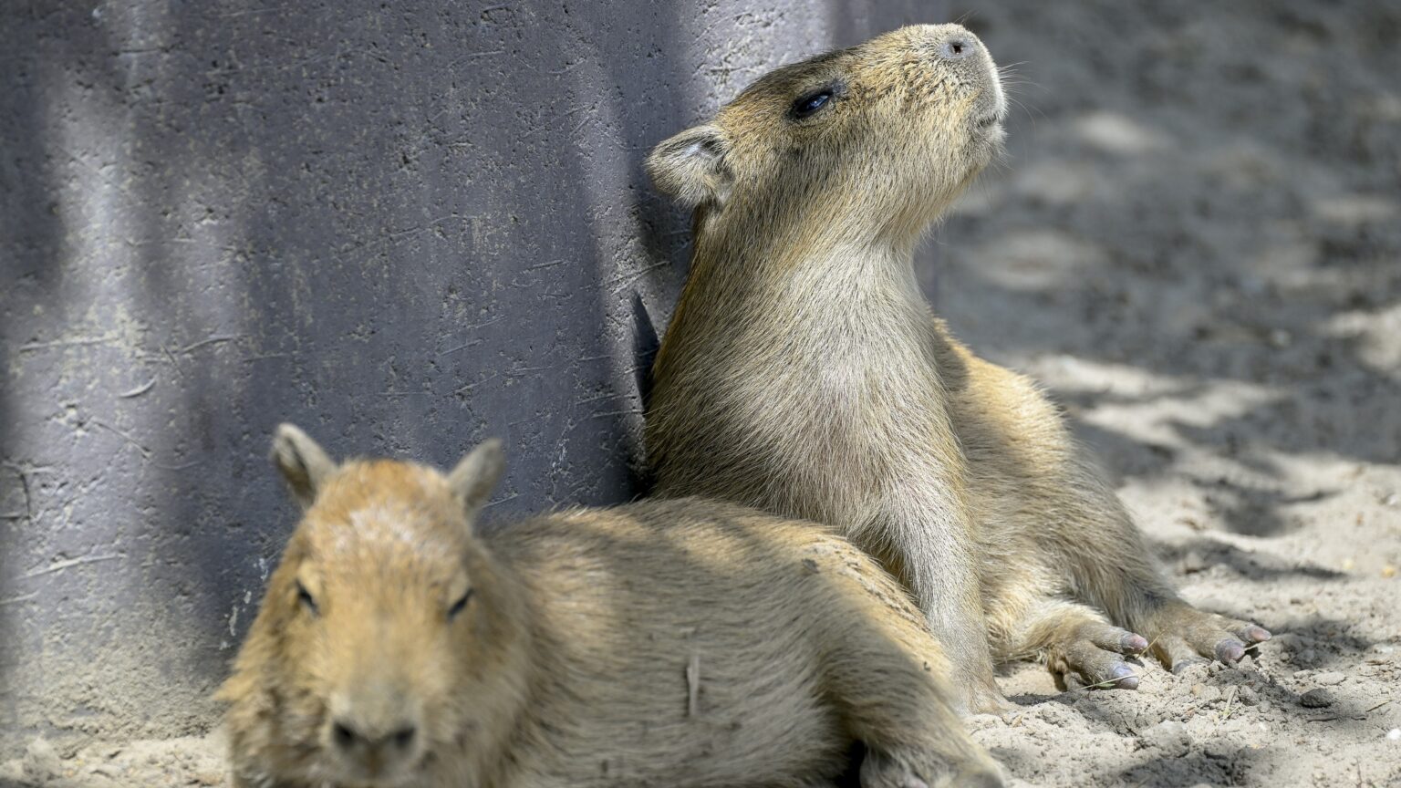 Nocturnal Adventures Await at Debrecen’s Night of Zoos
