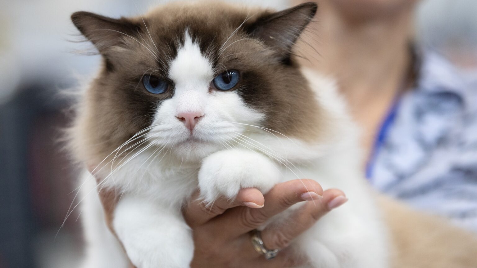 WCF Cat Show Held in Budapest