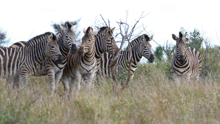 zebra