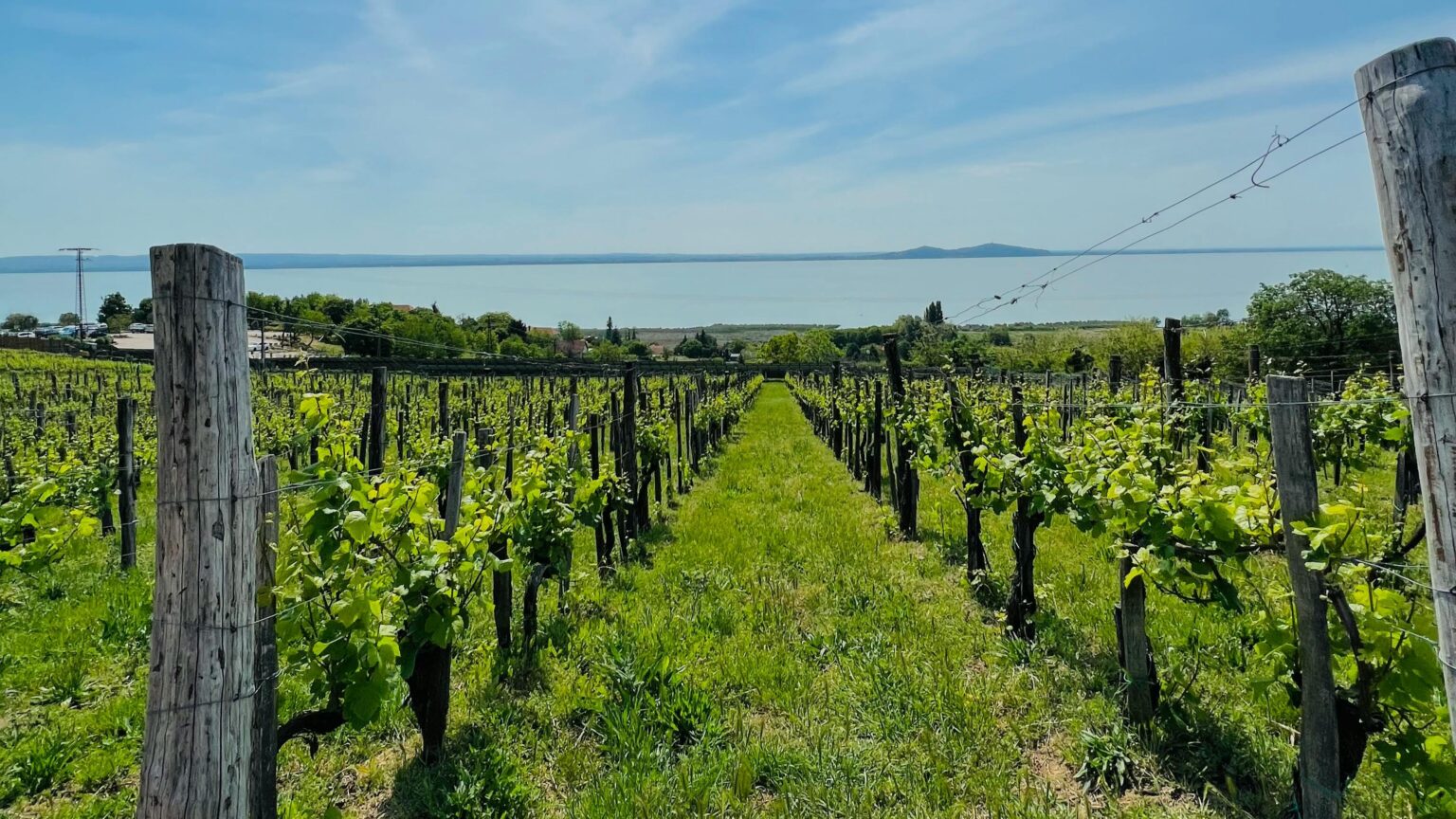 A Unique Hungarian Wine Tasting Experience 