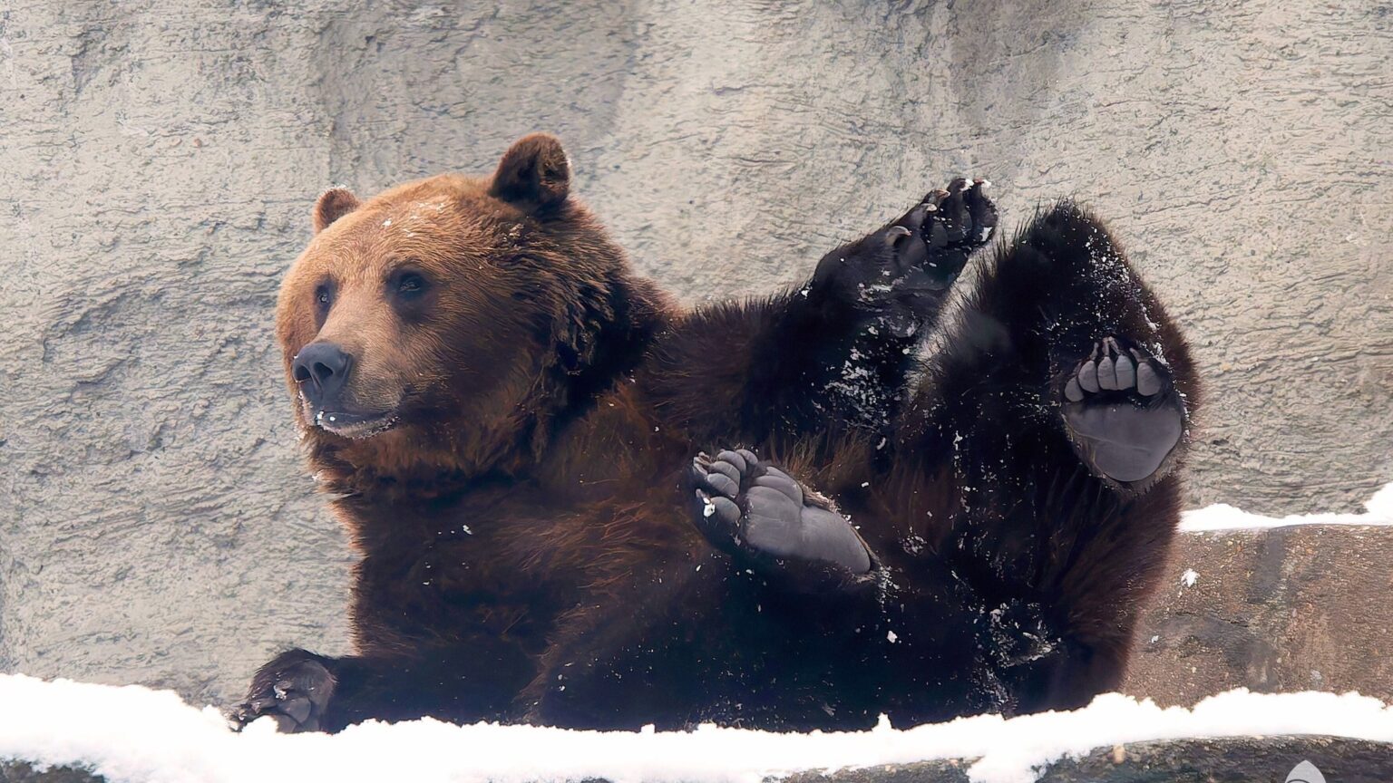 Budapest Zoo To Host Chinese Food Nights and Bear-Themed Family Day