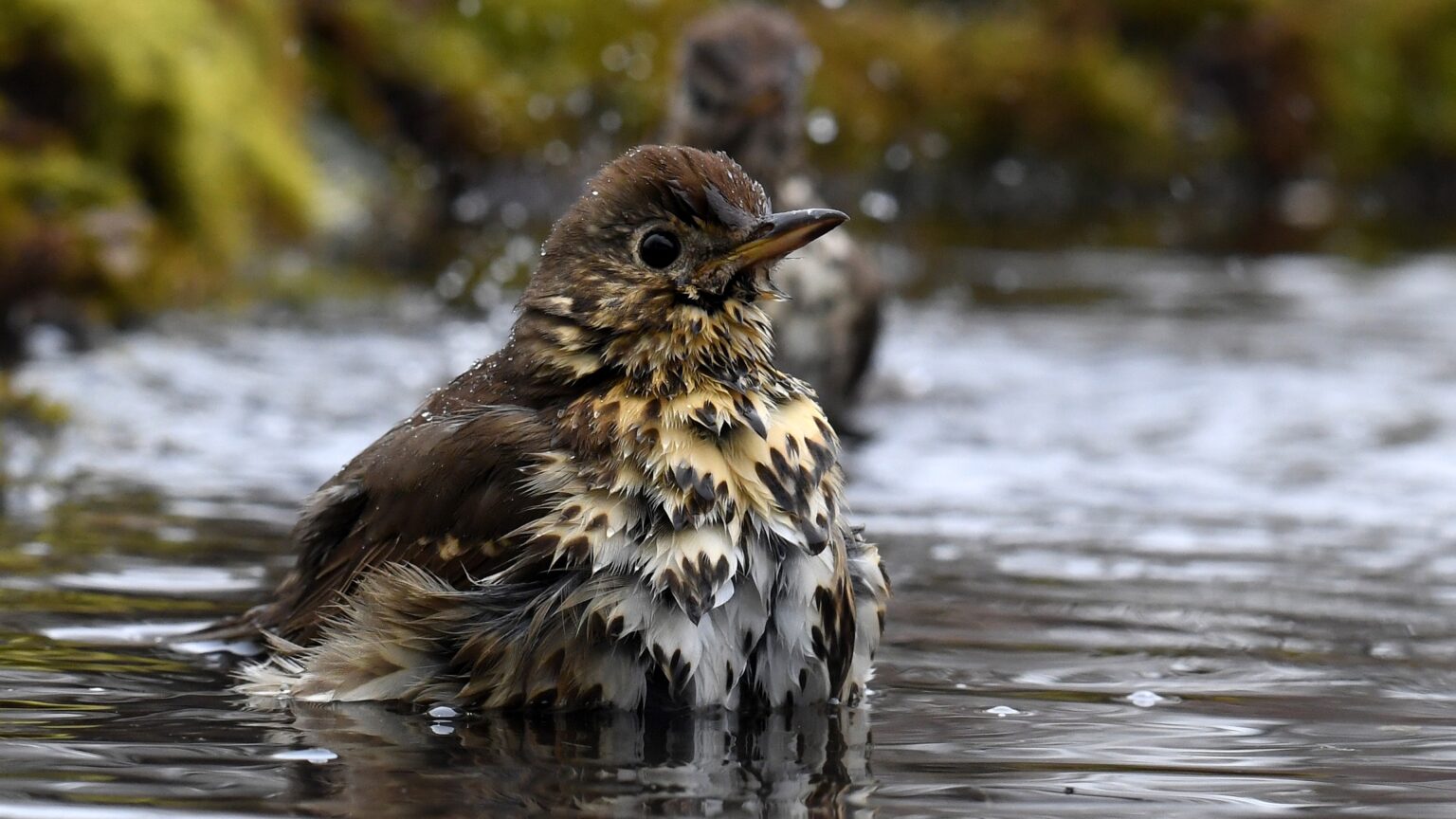 Hungary Names the Song Thrush Its Bird of the Year for 2026