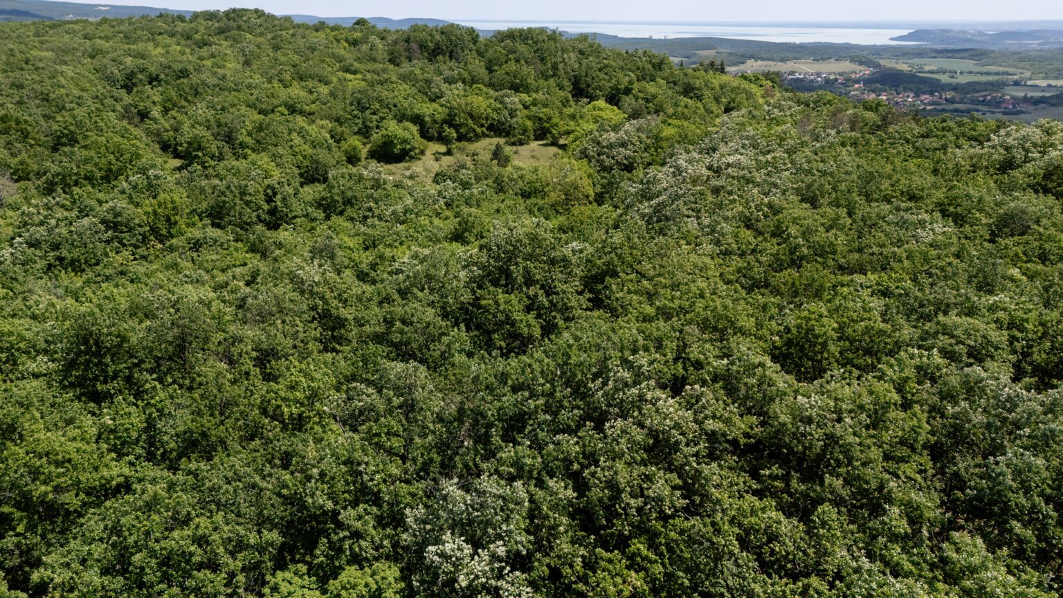 Hungary Joins European Initiative to Strengthen Forest Protection