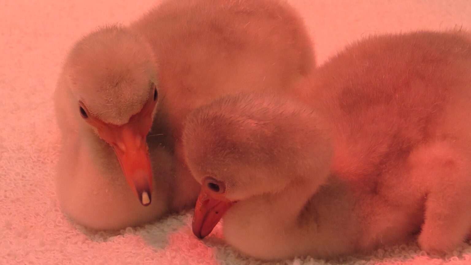 Flamingo Chicks Hatched at Nyíregyháza Zoo