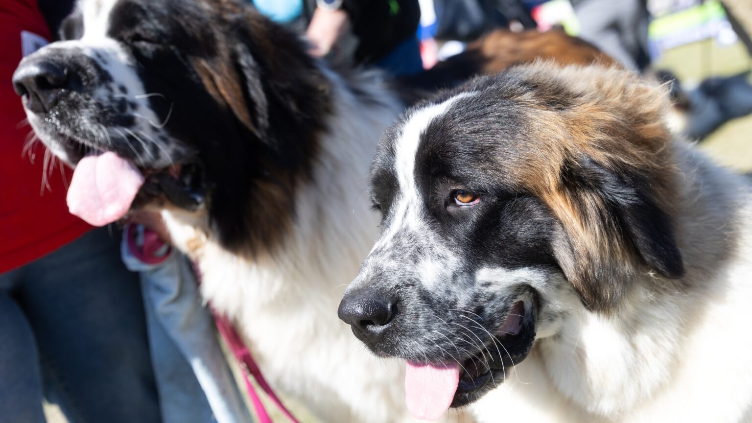 Hungary Strengthens Role in Animal Welfare Research and Education