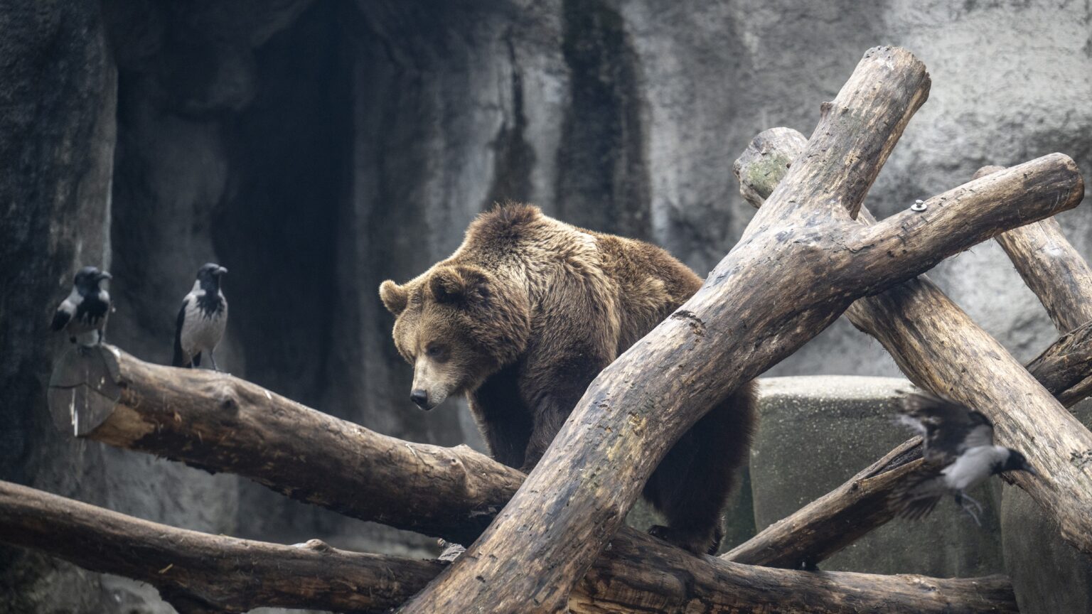 Budapest Zoo to Host 15th Night of Zoos with Special Programmes
